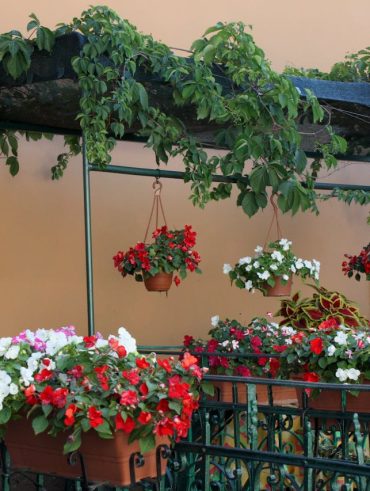 guide pratique pour un jardin réussi pour Les meilleures plantes extérieures en pot