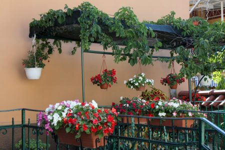 guide pratique pour un jardin réussi pour Les meilleures plantes extérieures en pot