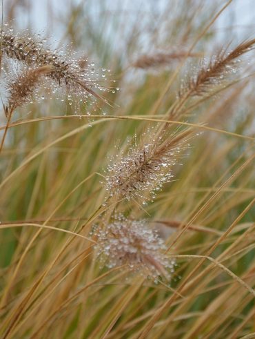 Graminées vivaces plein soleil pour choisir les meilleures variétés pour votre jardin