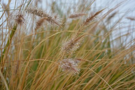 Graminées vivaces plein soleil pour choisir les meilleures variétés pour votre jardin