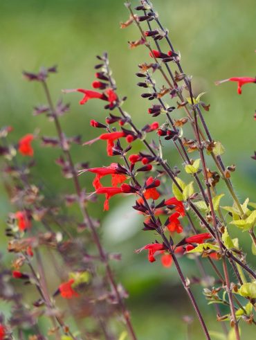 Tout savoir sur la taille de la sauge rouge