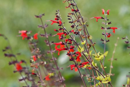Tout savoir sur la taille de la sauge rouge