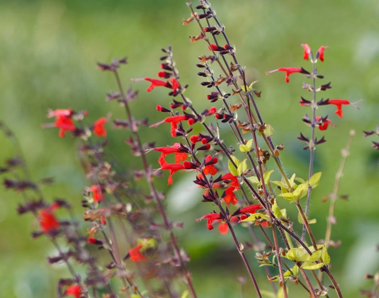 Tout savoir sur la taille de la sauge rouge