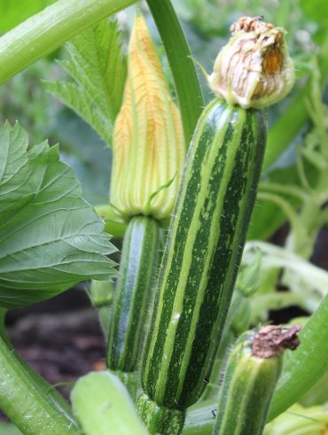 facteurs et conseils sur la durée de vie d'un plant de courgette