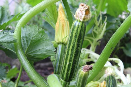 facteurs et conseils sur la durée de vie d'un plant de courgette