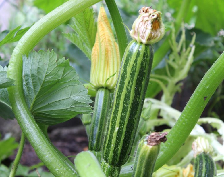 facteurs et conseils sur la durée de vie d'un plant de courgette