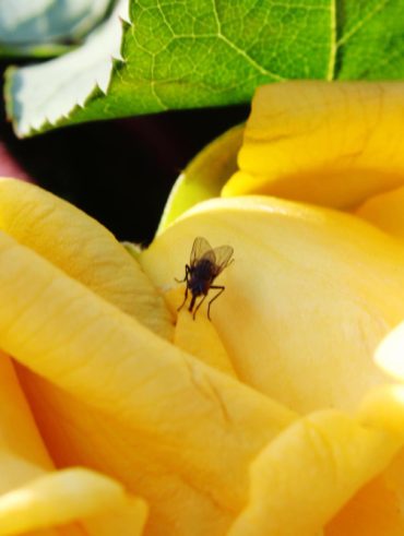 Remède de grand-mère et des solutions naturelles efficace contre les moucherons dans vos plantes