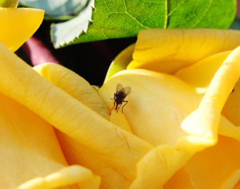 Remède de grand-mère et des solutions naturelles efficace contre les moucherons dans vos plantes