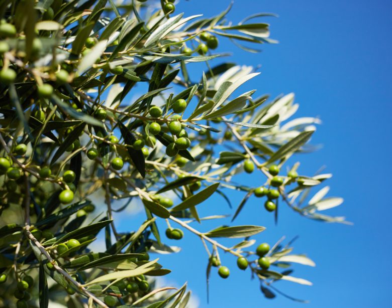choisir le meilleur Arbre au feuillage persistant pour votre jardin
