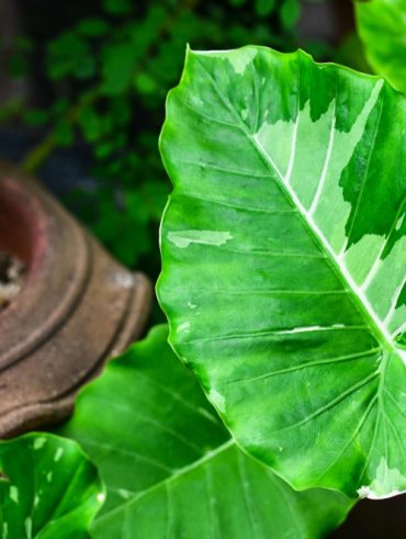 conseils essentiels pour un entretien réussi en extérieur de la Plante oreille d'éléphant