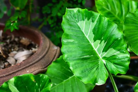conseils essentiels pour un entretien réussi en extérieur de la Plante oreille d'éléphant