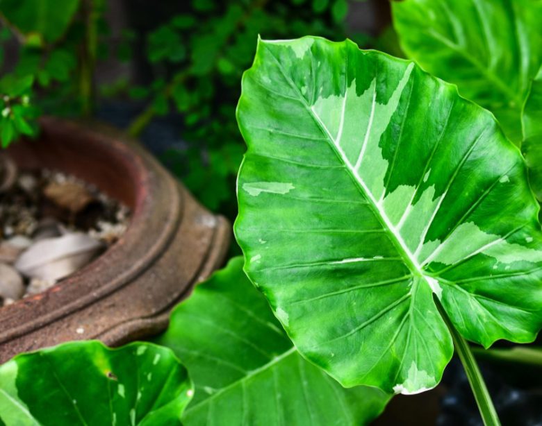 conseils essentiels pour un entretien réussi en extérieur de la Plante oreille d'éléphant