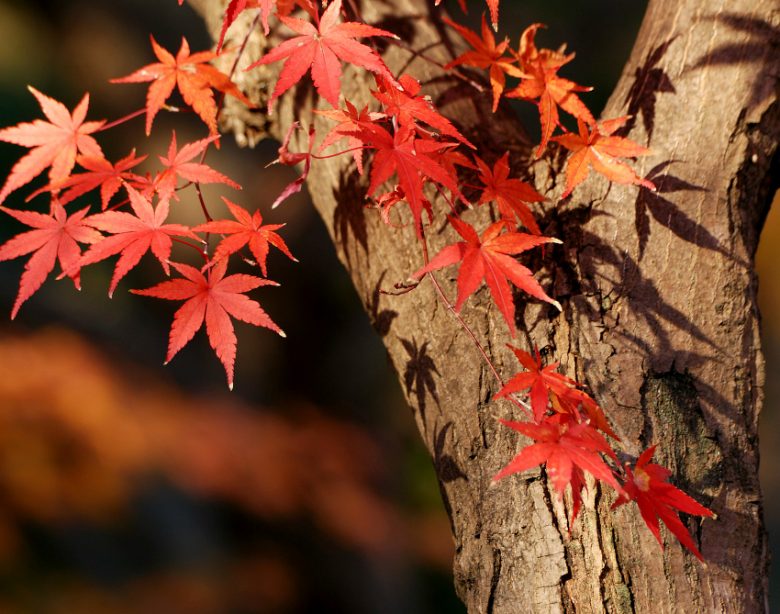 Taille des arbres ornementaux japonais pour un jardin zen