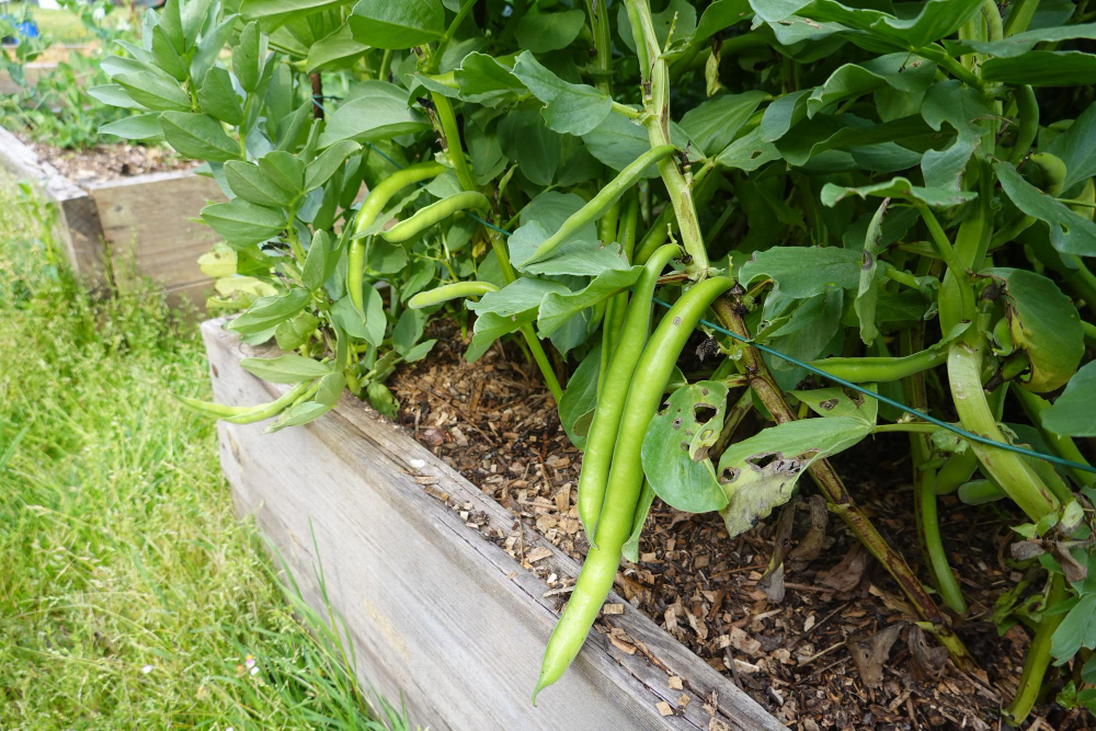 Astuces pour économiser l'eau et cultiver un potager durable