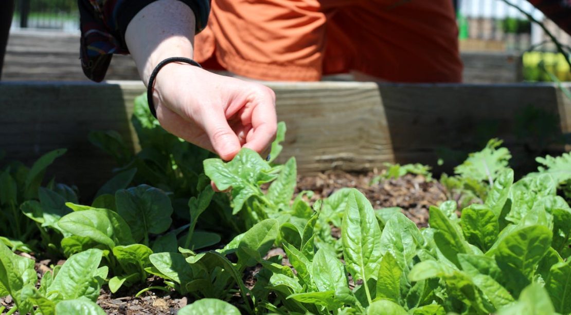Guide pour cultiver vos légumes maison