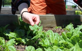 Guide pour cultiver vos légumes maison