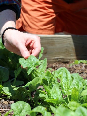 Guide pour cultiver vos légumes maison