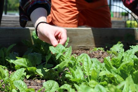 Guide pour cultiver vos légumes maison