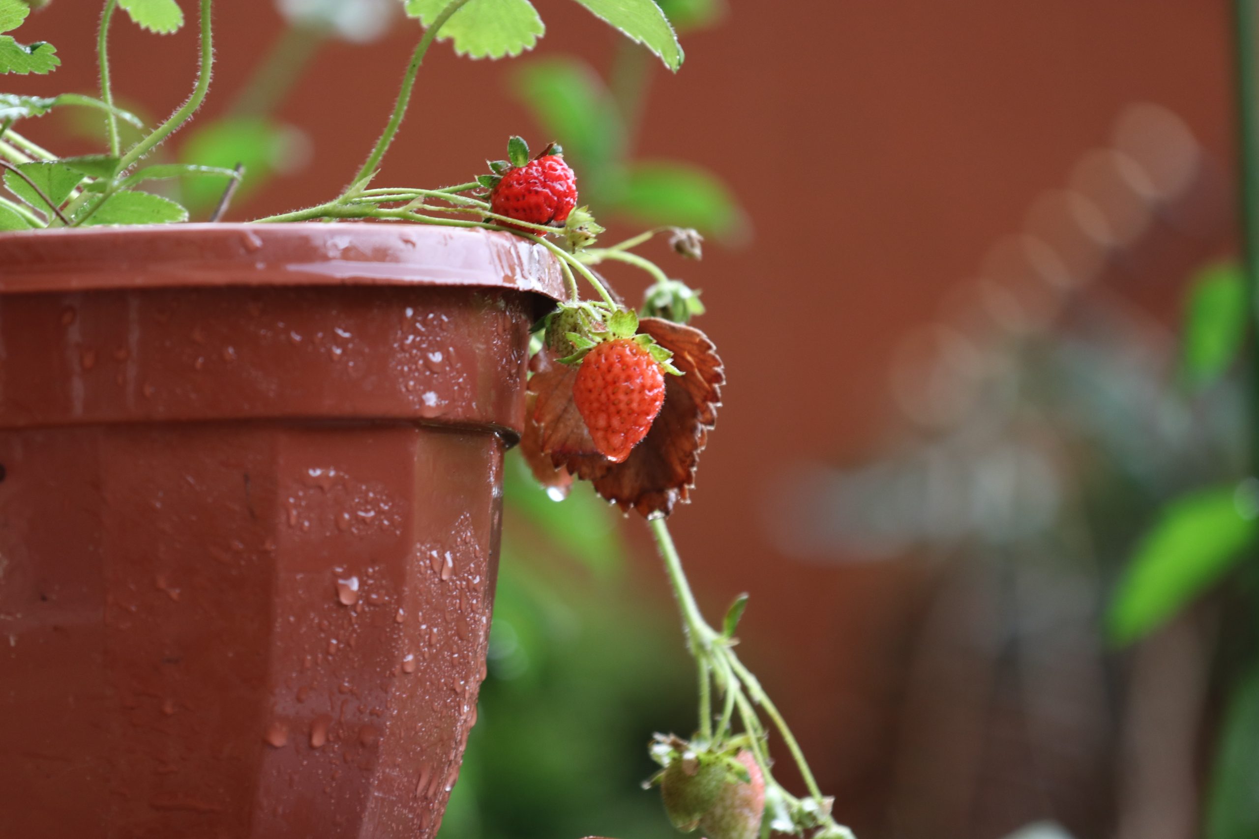 Guide pour démarrer un potager sur balcon et cultiver vos légumes maison