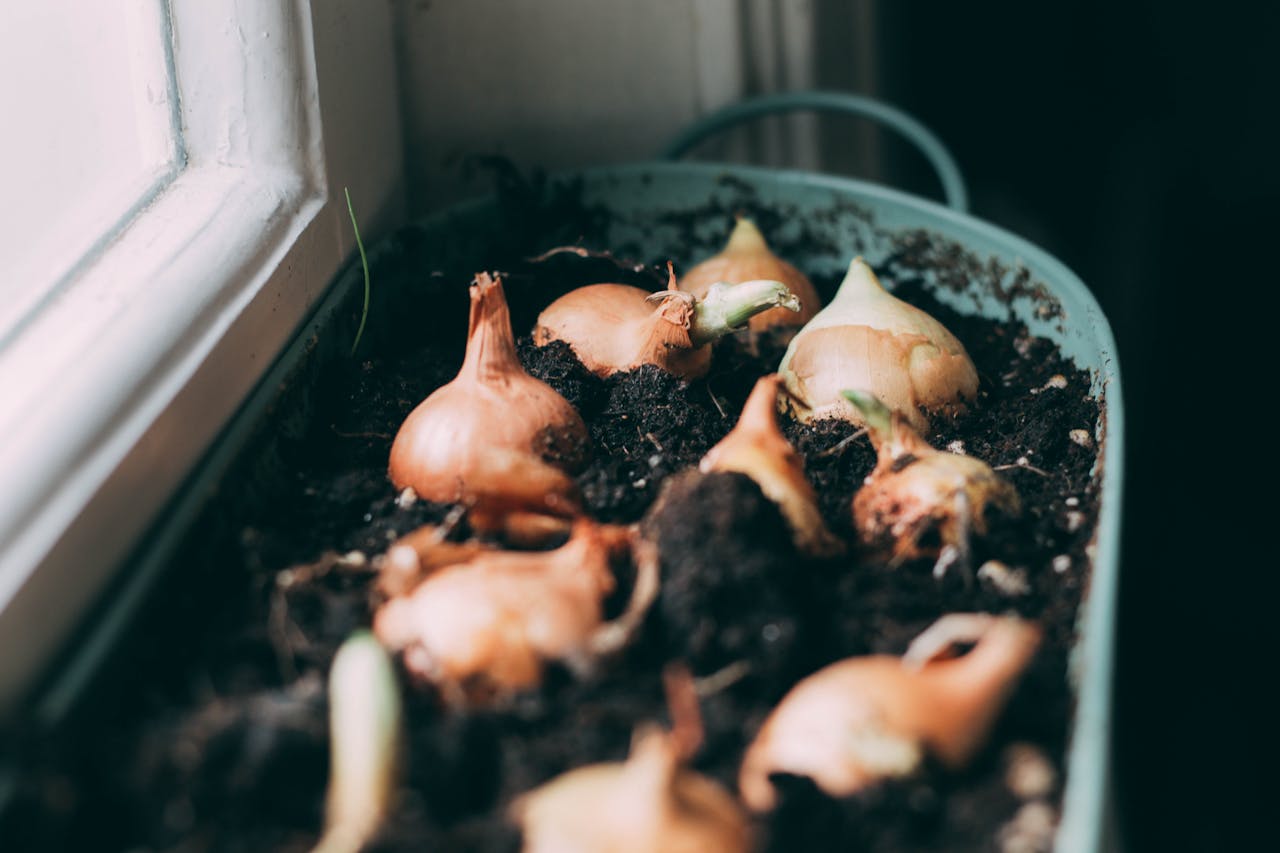 Guide pour un potager sur balcon et cultiver vos légumes maison