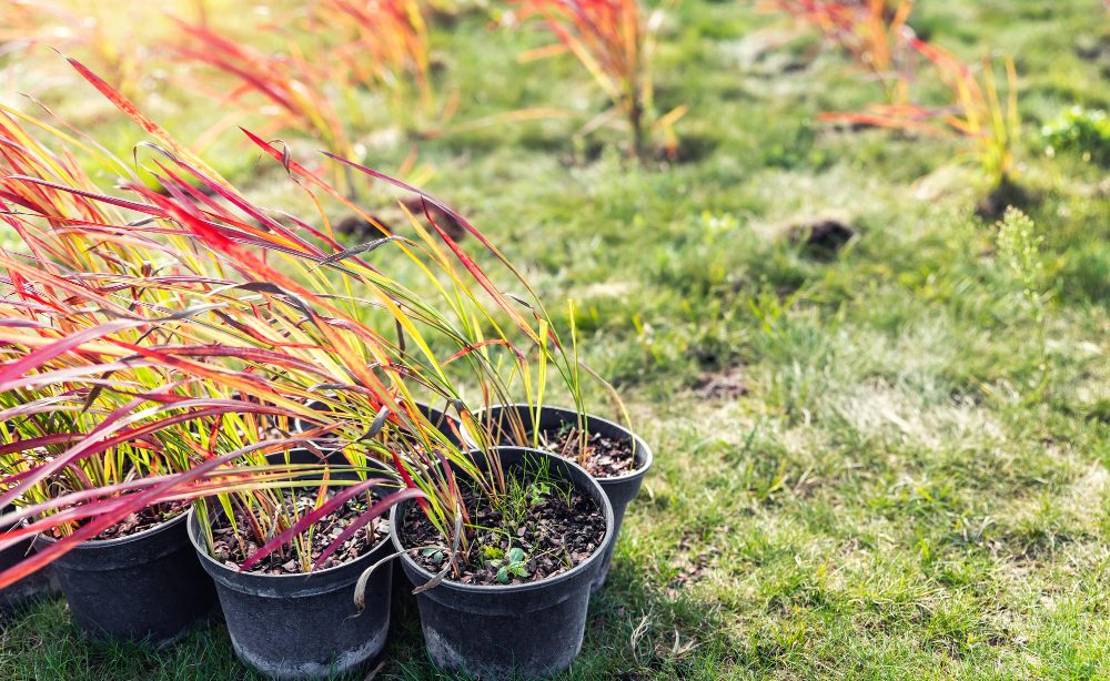 Le guide essentiel pour un jardin fleuri splendide et facile à entretenir