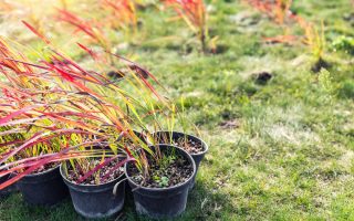 Le guide essentiel pour un jardin fleuri splendide et facile à entretenir