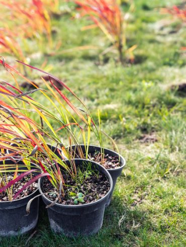 Le guide essentiel pour un jardin fleuri splendide et facile à entretenir