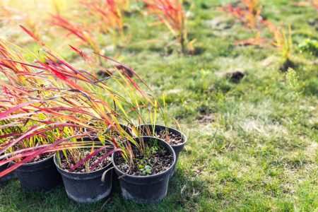 Le guide essentiel pour un jardin fleuri splendide et facile à entretenir