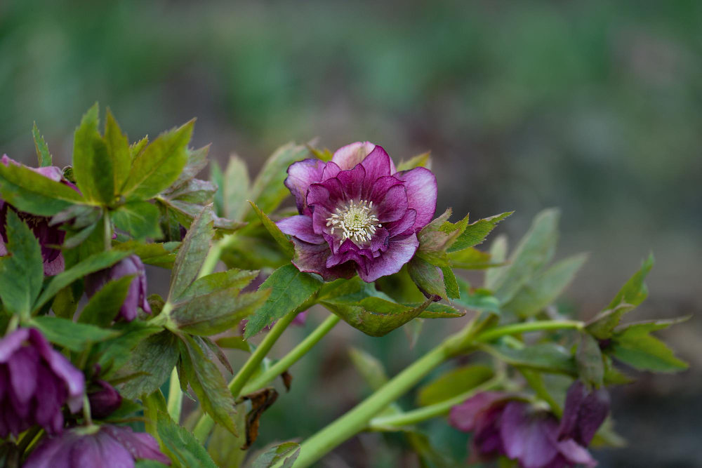 Le guide pour un jardin fleuri splendide et facile à entretenir