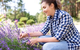 Les astuces simples pour cultiver de la lavande chez soi avec succès