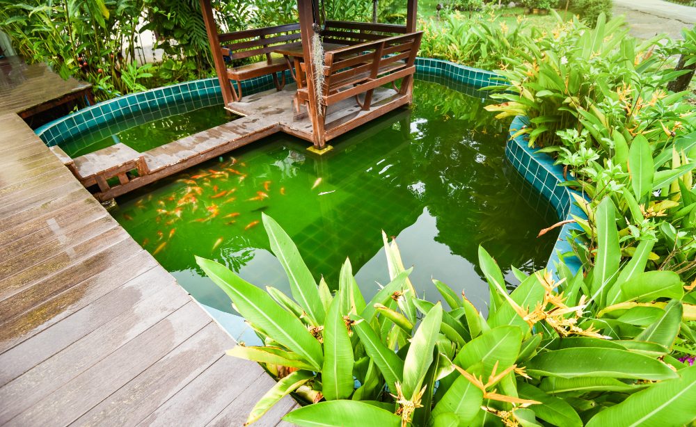 créer facilement un bassin naturel dans votre jardin