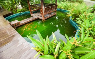 créer facilement un bassin naturel dans votre jardin