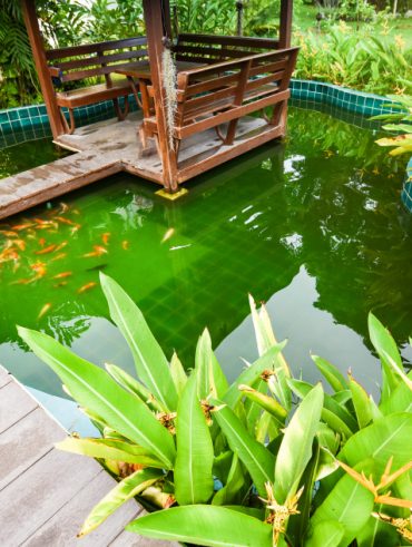 créer facilement un bassin naturel dans votre jardin