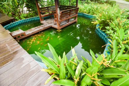 créer facilement un bassin naturel dans votre jardin