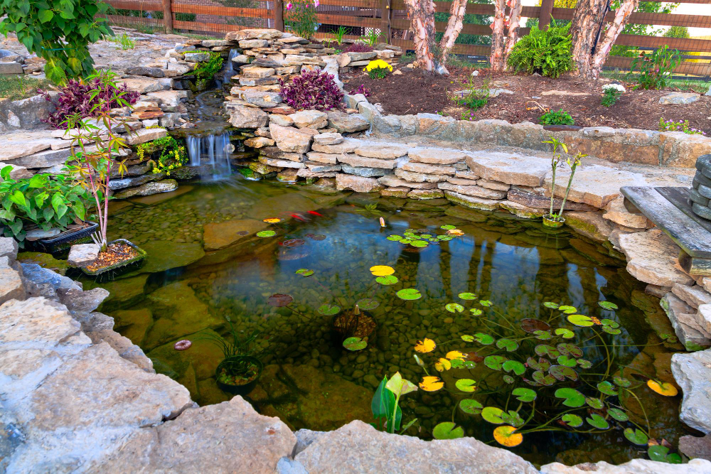 créer un bassin naturel dans le jardin