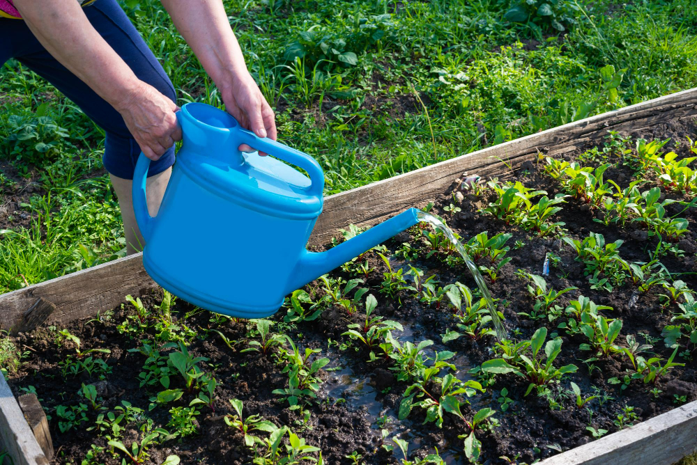 économiser l'eau et cultiver un potager durable