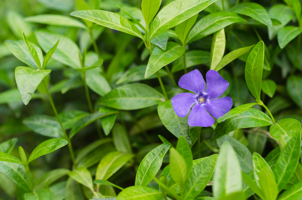 un jardin fleuri splendide et facile à entretenir